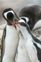 Gentoo Pinguin auf das Strand, Füttern seine Küken, Hafen lockroy , goudiger Insel, Antarktis foto
