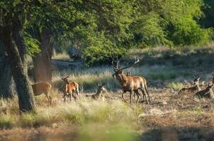 rot Reh, männlich brüllend im la Pampa, Argentinien, Parque luro, Natur Reservieren foto