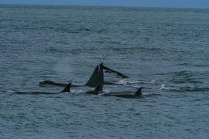 Mörder Wal, Orca, Jagd ein Meer Löwen , Halbinsel Valdes, Patagonien Argentinien foto