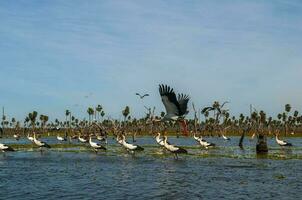 Vögel Herde Landschaft im la Estrella Sumpf, formosa Provinz, Argentinien. foto