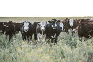 Argentinien Fleisch Produktion, Kühe gefüttert auf natürlich Gras. foto