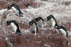 Rockhopper Pinguin, Pinguin Insel, Puerto Deseado, Santa Cruz Provinz, Patagonien Argentinien foto