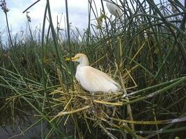 das Vieh Reiher, bubulcus Ibis, nisten, la Pampa Provinz, Patagonien, Argentinien foto