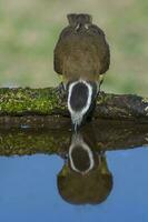 großartig Kiskadee, Pitangus Sulfuratus, calden Wald, la Pampa, Argentinien foto