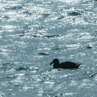 Riese Sturmvogel , Halbinsel Valdes, UNESCO Welt Erbe Grundstück, chubut Provinz, Patagonien, Argentinien. foto