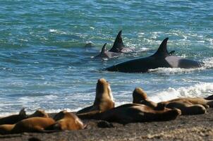 Orca Familie Jagd Meer Löwen auf das paragonisch Küste, Patagonien, Argentinien foto