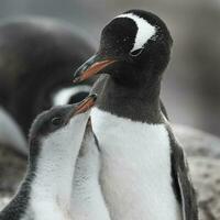 Gentoo Pinguin auf das Strand, Füttern seine Küken, Hafen lockroy , goudiger Insel, Antarktis foto