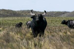 Wasser Büffel, Bubalus Bubalis, Spezies eingeführt im Argentinien, la Pampa Provinz, Patagonien. foto