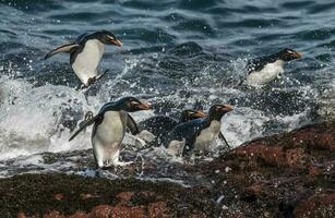 Rockhopper Pinguin, Pinguin Insel, Puerto Deseado, Santa Cruz Provinz, Patagonien Argentinien foto