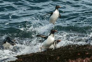 Rockhopper Pinguin, Pinguin Insel, Puerto Deseado, Santa Cruz Provinz, Patagonien Argentinien foto