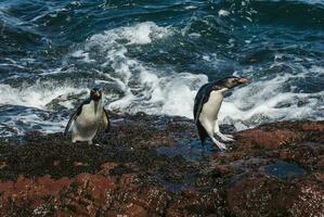 Rockhopper Pinguin, Pinguin Insel, Puerto Deseado, Santa Cruz Provinz, Patagonien Argentinien foto