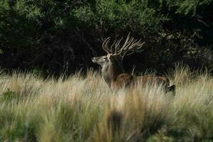 rot Reh, männlich brüllend im la Pampa, Argentinien, Parque luro, Natur Reservieren foto