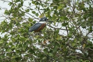 klingelte Eisvogel gehockt, Banken von das cuiaba Fluss, Pantanal, Brasilien foto