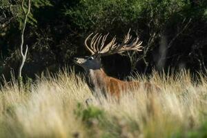 rot Reh, männlich brüllend im la Pampa, Argentinien, Parque luro, Natur Reservieren foto