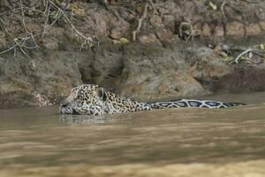 Jaguar Schwimmen auf das Banken von das cuiaba Fluss, Pantanal, Brasilien foto