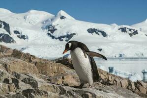 Gentoo Pinguin, Pygoscelis Papua, Neko Hafen, Antarktis Halbinsel. foto