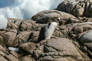 Gentoo Pinguin Gehen auf das Felsen, Antarktis. foto
