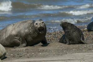 weiblich Elefant Siegel und Welpe, Halbinsel Valdes, Patagonien, Argentinien foto