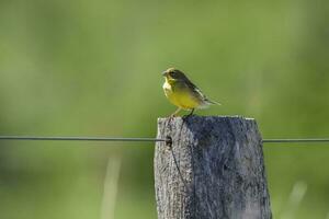 Safran Fink ,sicalis Flaveola, la Pampa, Argentinien. foto