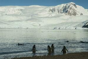 Gentoo Pinguin, mit schneebedeckt Berge im das Hintergrund, Antarktis foto