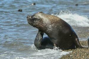 männlich Meer Löwe , Patagonien, Argentinien foto