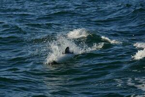 Commerson Delfin Baden, Patagonien , Argentinien. foto