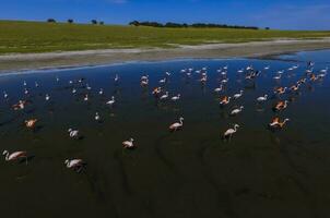 Flamingos im Patagonien , Antenne Aussicht foto