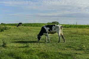 das Vieh im Argentinien Land, la Pampa Provinz, Argentinien. foto