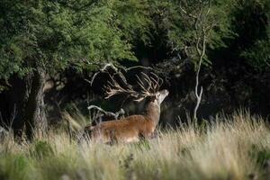 rot Reh, männlich brüllend im la Pampa, Argentinien, Parque luro, Natur Reservieren foto