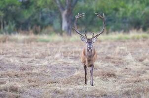 rot Hirsch im la Pampa, Argentinien, Parque luro, Natur Reservieren foto