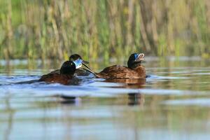 See Ente im Pampas Lagune Umfeld, la Pampa Provinz, Patagonien , Argentinien. foto