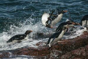 Rockhopper Pinguin, Pinguin Insel, Puerto Deseado, Santa Cruz Provinz, Patagonien Argentinien foto