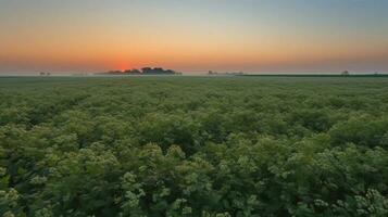 Buchweizen Feld im das Sonne, ein natürlich Produkt von Landwirtschaft. ai generiert. foto