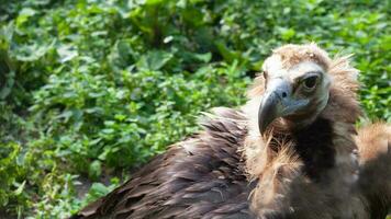 weißköpfig Geier, Greif Assgeier von Falken. Vogel von Beute im dicht Dickicht in der Nähe von das Berg. foto