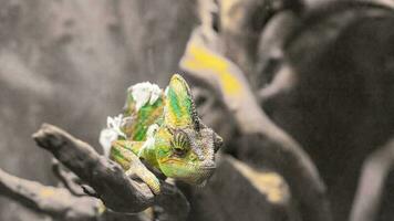 jemenitisch Chamäleon, Chamaeleo Calyptratus, bunt Chamäleon Eidechse auf ein trocken Ast Nahansicht. foto