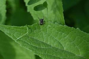 schwarze Spinne auf einem Blatt foto