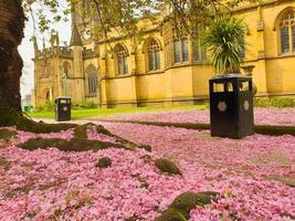 Rosa Kirschblütenblätter, die den Boden in der Kathedrale von Manchester bedecken
