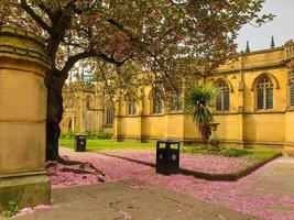 Rosa Kirschblütenblätter, die den Boden in der Kathedrale von Manchester bedecken