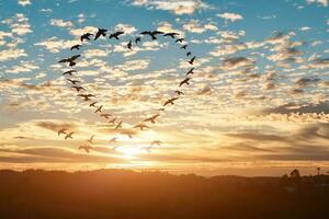 Silhouette von fliegend Herde Vögel im gestalten Herz gegen Himmel Sonnenuntergang Hintergrund. foto