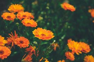 schöner Hintergrund von Calendula officinalis foto