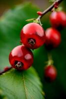 ein schließen oben von Beeren auf ein Baum Ast. ai generiert foto