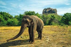 Elefant und der Löwenfelsen als Hintergrund in Sigiriya, Sri Lanka foto