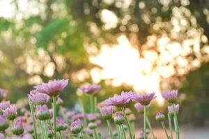 schöne süße rosa chrysanthemenblüte im garten. foto