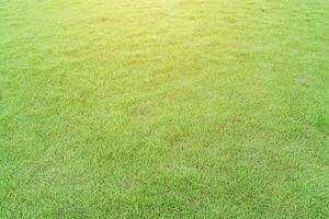 Grün Gras Textur wie Hintergrund. natürlich Wiese Landschaft. foto