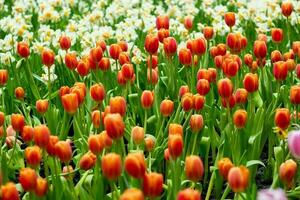 Orange Mohn Blumen im Sommer. Opium Mohn Feld foto