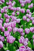 violett Mohn Blumen im Sommer. Opium Mohn Feld foto