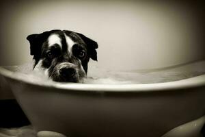 ein schwarz und Weiß Hund nehmen ein Bad im ein Badewanne. ai generiert foto