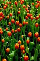 Orange Mohn Blumen im Sommer. Opium Mohn Feld foto