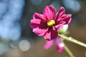 rot Chrysanthemen Blume auf das Garten foto