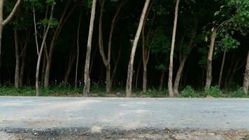 horizontal Aussicht von schmutzig Asphalt Straße im Thailand. Hintergrund von Gummi Bäume Wald. dunkel tief innen. foto